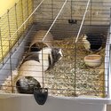 2 male bonded guinea pigs with full setup -3