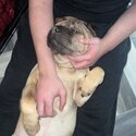 Beautiful girl shar-pei in need of new loving home -0