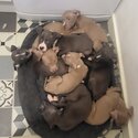 Clear Staffy Puppies for sale-3