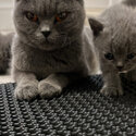 Blue British shorthair kittens-0