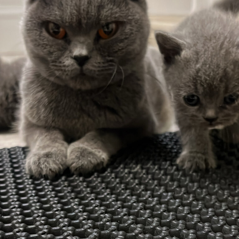 Blue British shorthair kittens