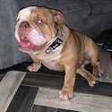 English bulldog -1