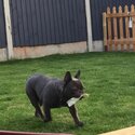 Lovely French bulldog -1