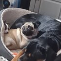 Penny the pug needs loving home-4