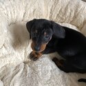 Miniature dachshund for sale -1