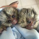 Marmoset monkeys available -1