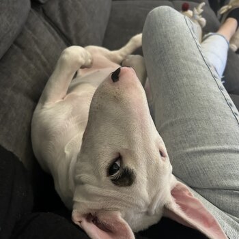 Gorgeous English bull terrier pup