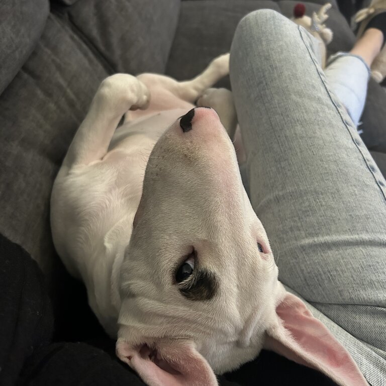 Gorgeous English bull terrier pup