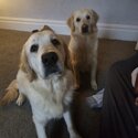 2 golden retrievers -0