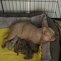 French bulldog puppies -1