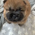 Only 2 Girls Left Stunning teddy bear chow chows £1,500-4