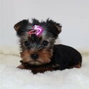 Gorgeous Teacup Yorkie Puppies!-2