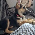 Female German Sheperd puppy -2