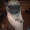 pug puppy 7 weeks old -0