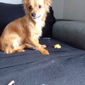 Pomeranian Chihuahua mix-0