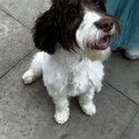 10 month male cockapoo-5