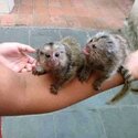 playful  pygmy marmoset Capuchin monkeys,-5