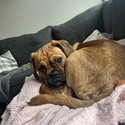 Stunning 8 month male pugalier-2