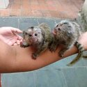 Capuchin and marmoset monkeys available -0