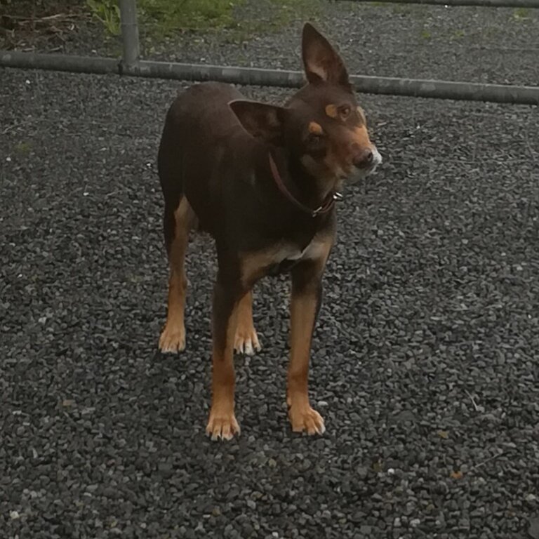 Kelpie