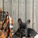 Amazing French Bulldogs Up for Adoption-0