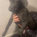 Cane Corso female puppy 16weeks old-3