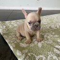 lovely French bulldogs-1