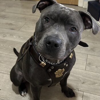 Blue Staffordshire bull terrier 