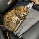 Female Bengal/Savannah Mix Cat-0