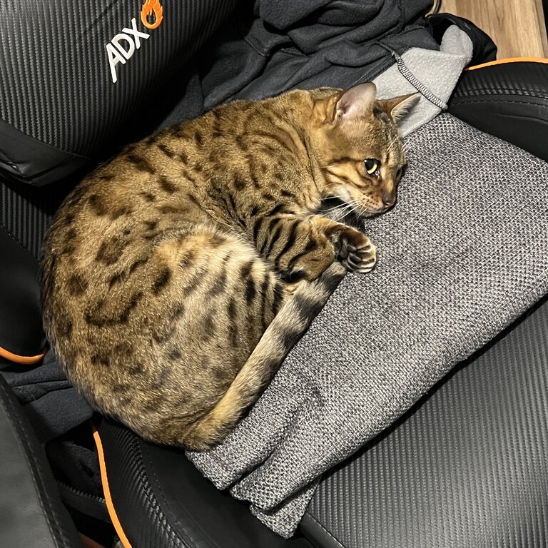 Female Bengal/Savannah Mix Cat