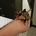 Sugar Gliders-0