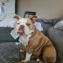 Bulldog in need of loving home-2