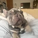 French bulldog for sale -2