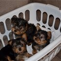 Purebred Tiny Yorkie Puppies-0