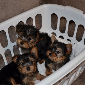 Purebred Tiny Yorkie Puppies