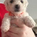 Beautiful bichon frise babies-4