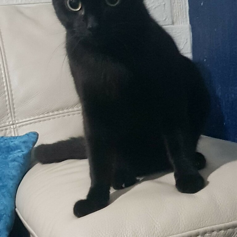 1 Year Old CAT for Sale - Free