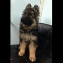 German shepard puppies for sale -0