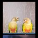 Parakeet-2