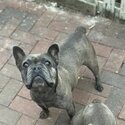 French bulldog bitch for sale -3