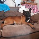 Bull herder/ Dutch shepherd pup-3