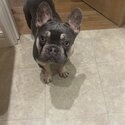 French bulldog for sale -3