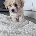 Teddy toy poochon puppies -3