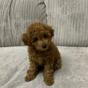 KC REGISTERED RED TOY POODLES-4