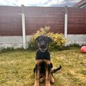 Pure Breed German shepherd puppy for sale-0