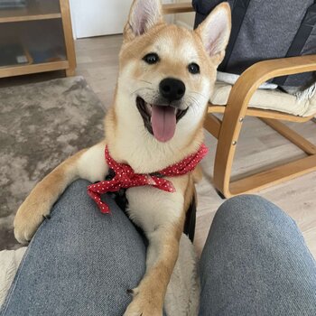 Young Shiba Inu