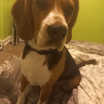 13 month old beagle