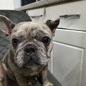 French bulldog -1