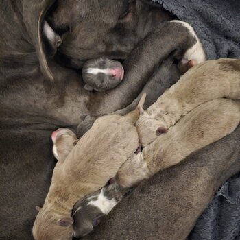 Clear Staffy Puppies for sale