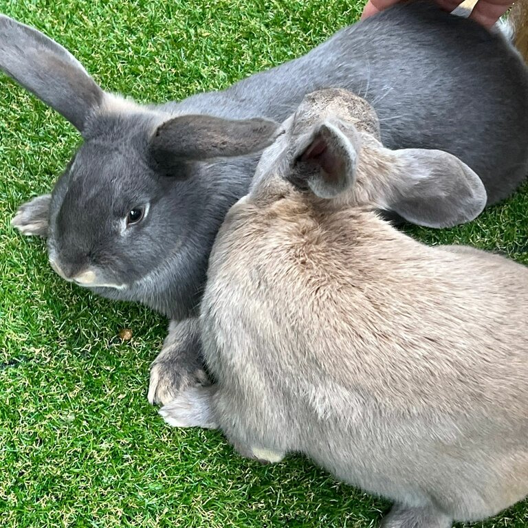 2 x female rabbits (sisters)